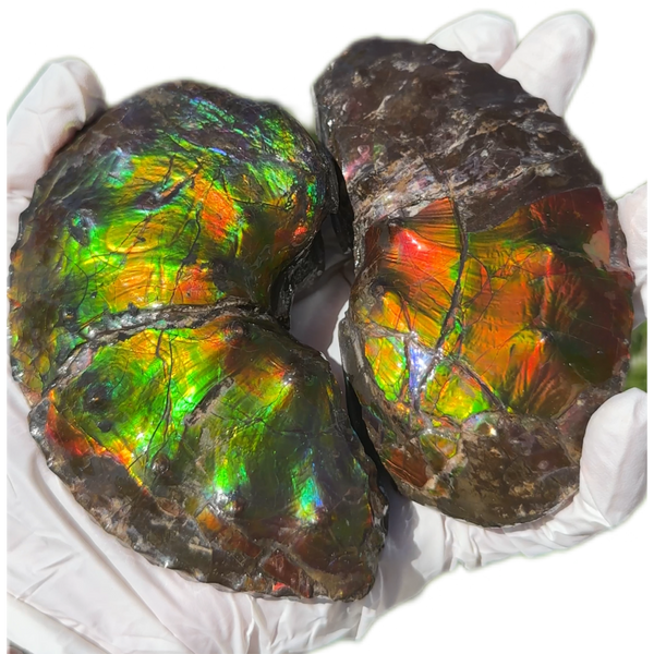 AF-100アンモライト Placenticeras Intercalare  Ammolite Fossil インターカラレ Free Shipping  送料無料AF-100  Ammolite  Ammonite