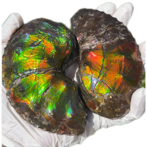 AF-100アンモライト Placenticeras Intercalare  Ammolite Fossil インターカラレ Free Shipping  送料無料AF-100  Ammolite  Ammonite