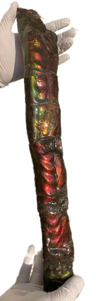 20.4"  51.8cm!! Canadian Ammolite 【HIGH GRADE】Bacculite Fossil Piece Baculites AF-93  バキュライト アンモライト Baculite Free Shipping!!