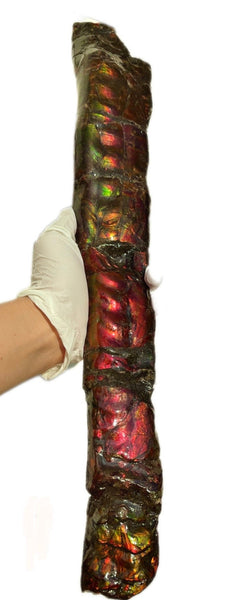 20.4"  51.8cm!! Canadian Ammolite 【HIGH GRADE】Bacculite Fossil Piece Baculites AF-93  バキュライト アンモライト Baculite Free Shipping!!