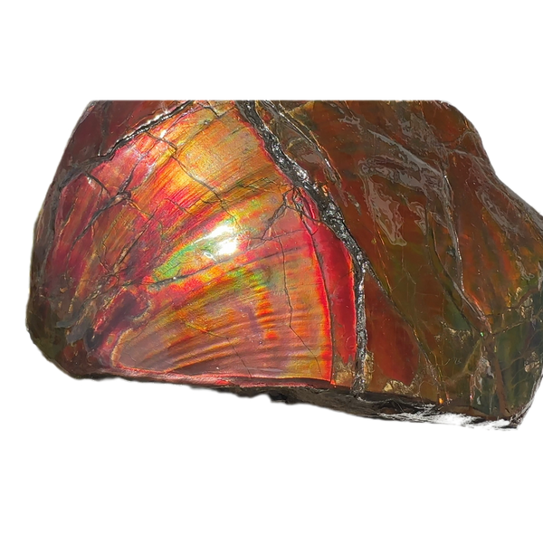 Buy it now or make an offer! Canadian Ammolite  Ammonite Partial Fossil  Big Specimen Home Décor,- CS-238***アンモライト 大型両面 斑彩石 コレクターストーン　価格交渉 FREE SHIPPING