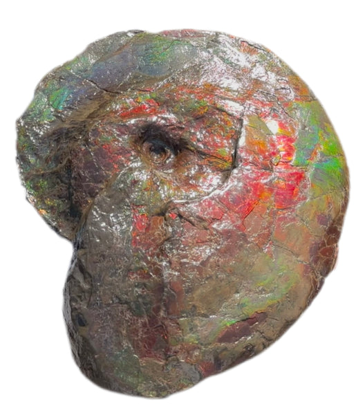AF-124  17.7" Ammonite Fossil - Placenticeras costatum　Ammolite **FREE SHIPPING***　アンモライト カナダ化石 斑彩石