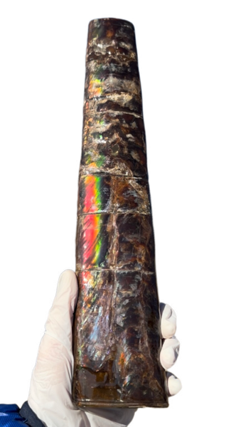 14" Rare Baculite Ammolite,Handheld Specimen ,Rough Bacculite Fossil Ammonite Display,Home Decor,Display,Alberta,AF-130,Freeshipping