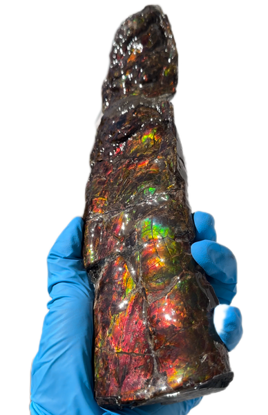 10.74" Rare Baculite Ammolite,Handheld Specimen , Bacculite Fossil Ammonite Display,Home Decor,Display,Alberta,Gem AF-121