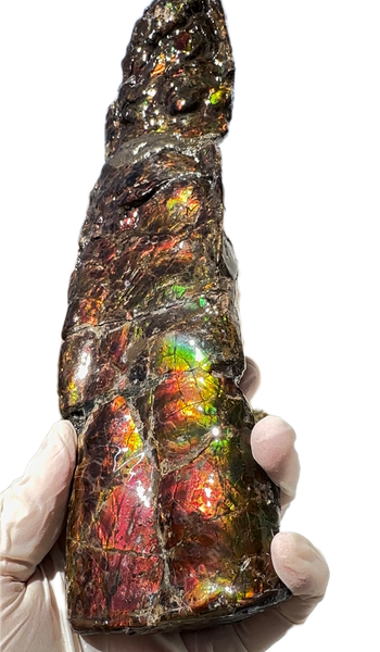 10.74" Rare Baculite Ammolite,Handheld Specimen , Bacculite Fossil Ammonite Display,Home Decor,Display,Alberta,Gem AF-121