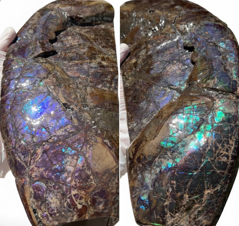 AF-137 HUGE Placenticeras  Canadian Ammolite  Ammonite Partial Fossil  Huge Specimen FREE SHIPPING! アンモライト両面巨大標本！　送料無料