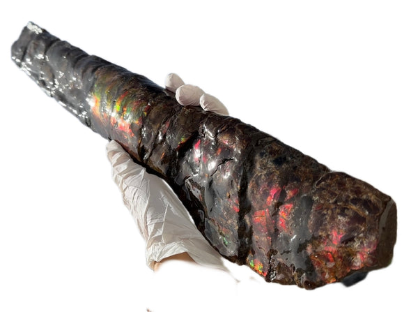 21.45"  54.5cm!! Canadian Ammolite Bacculite Fossil Piece Baculites AF-92  バキュライト アンモライト Baculite Free Shipping!!