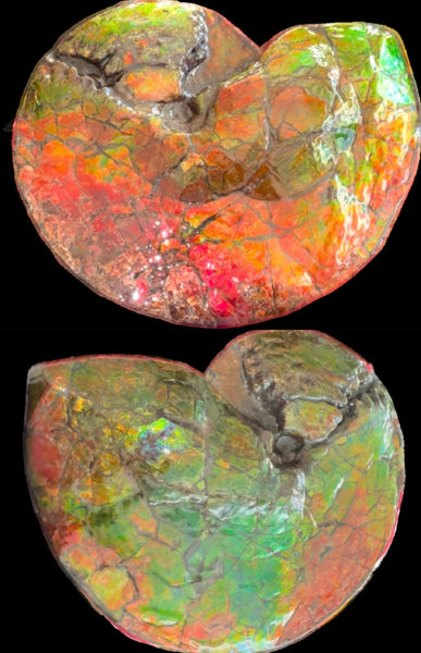 Ammolite ,Placenticeras costatum AF-128, Amazing Vibrant Canadian Ancient Ammonite Fossil,Nature's Rainbow Stone