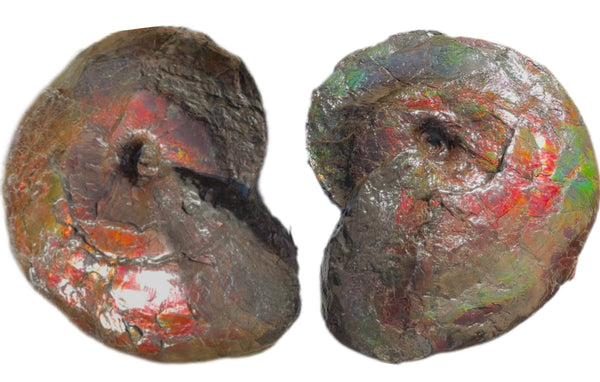 AF-124  17.7" Ammonite Fossil - Placenticeras costatum　Ammolite **FREE SHIPPING***　アンモライト カナダ化石 斑彩石