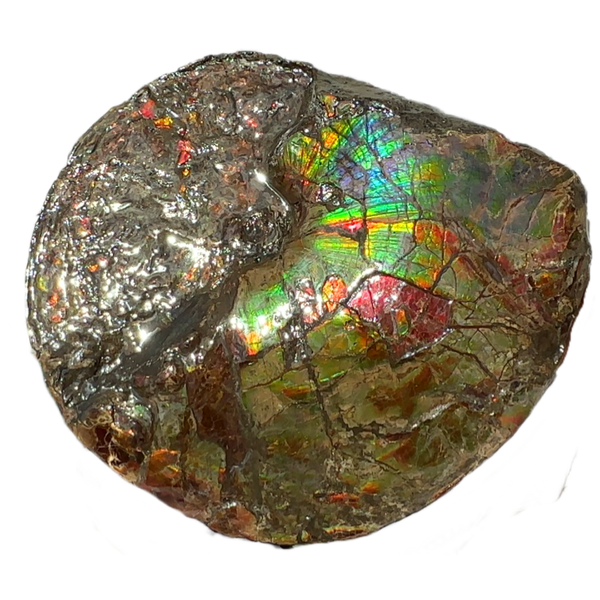 AF-95  17.7" Ammonite Fossil - Placenticeras meeki　Ammolite **FREE SHIPPING***　アンモライト 斑彩石　