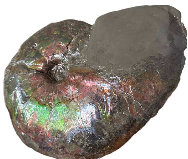 10" Ammolite Placenticeras Intercalare ***Free Shipping***  AF-115 Ammolite  Ammonite Fossil