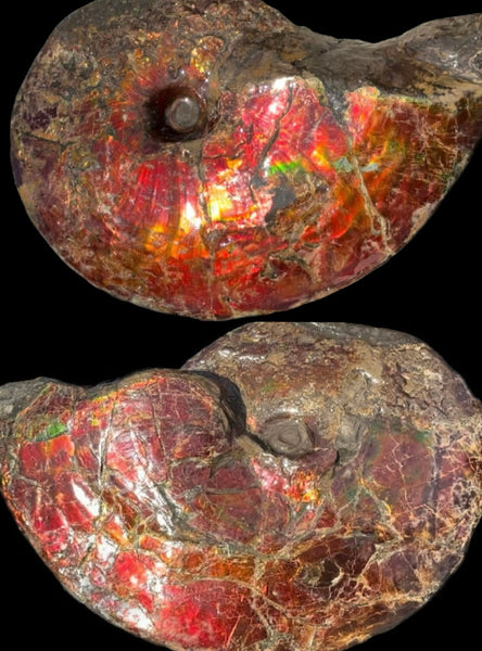 SALE!! Ammolite ,Placenticeras meeki, Double-Sided, Specimen, Fossil,Ammonite, Collector Stone,Home decor,**FREE SHIPPING***　AF-127