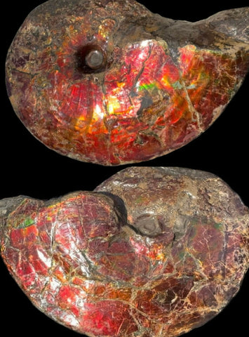 SALE!! Ammolite ,Placenticeras meeki, Double-Sided, Specimen, Fossil,Ammonite, Collector Stone,Home decor,**FREE SHIPPING***　AF-127