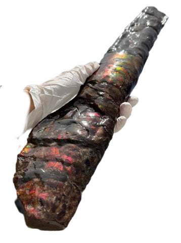 21.45"  54.5cm!! Canadian Ammolite Bacculite Fossil Piece Baculites AF-92  バキュライト アンモライト Baculite Free Shipping!!