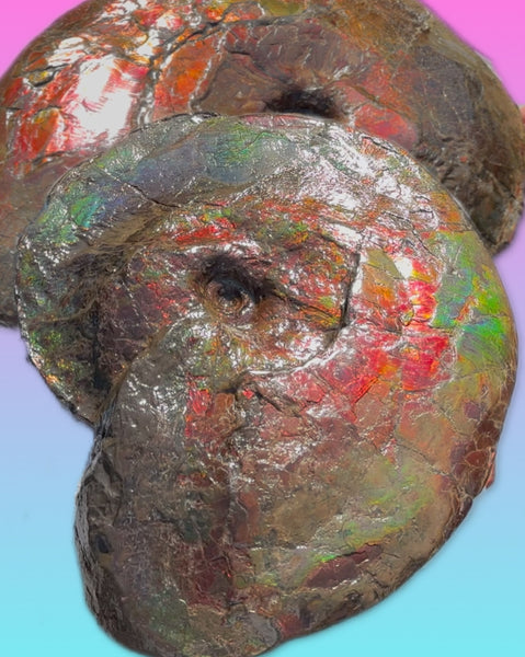 AF-124  17.7" Ammonite Fossil - Placenticeras costatum　Ammolite **FREE SHIPPING***　アンモライト カナダ化石 斑彩石