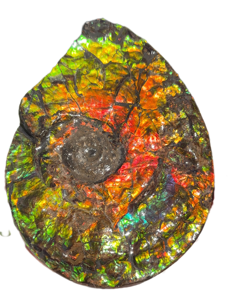 5.55" Ammolite Placenticeras Intercalare ***Free Shipping***  AF-114 Ammolite  Ammonite Fossil