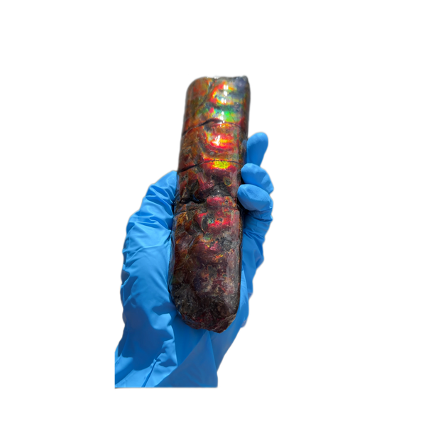 Canadian Ammolite Bacculite Fossil Piece Baculites AF-98  バキュライト アンモライト Baculite Free Shipping!!