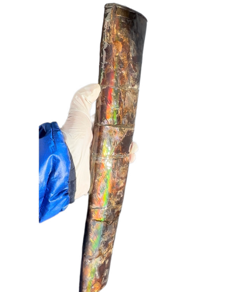 14" Rare Baculite Ammolite,Handheld Specimen ,Rough Bacculite Fossil Ammonite Display,Home Decor,Display,Alberta,AF-130,Freeshipping