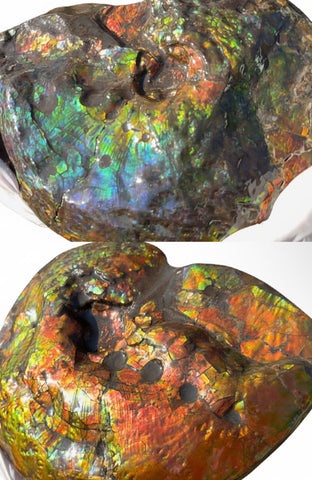 Make an offer! 12.87" Ammolite Placenticeras Intercalare ***Free Shipping***  AF-141 Ammolite  Ammonite Fossil