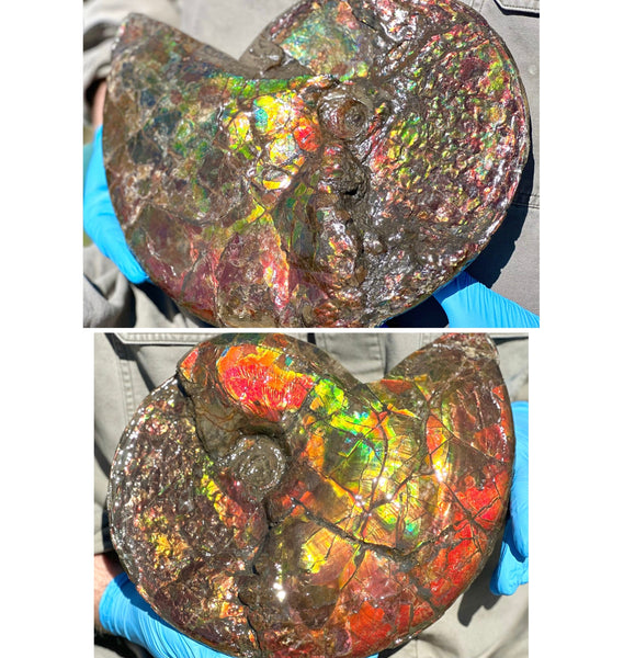 12.75" Ammolite ,Double-Sided Rainbow, Specimen, Fossil,Ammonite, Collector Stone,Home decor,**FREE SHIPPING***　AF-111