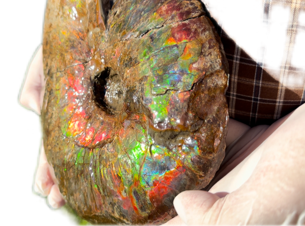 10" Ammolite Placenticeras Intercalare ***Free Shipping***  AF-115 Ammolite  Ammonite Fossil