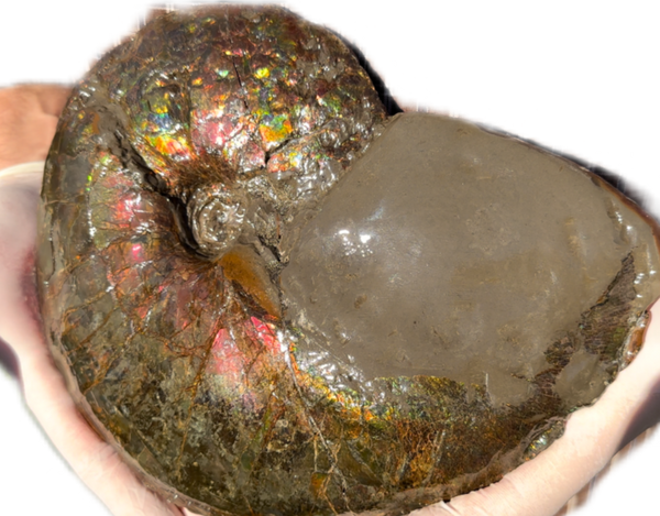 10" Ammolite Placenticeras Intercalare ***Free Shipping***  AF-115 Ammolite  Ammonite Fossil