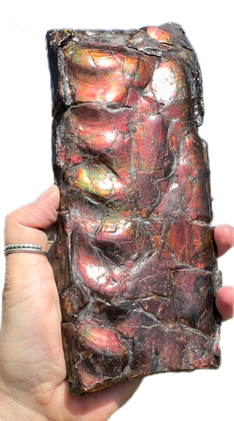 High grade, Rare Baculite Ammolite,Handheld Specimen , Bacculite Fossil Ammonite Display,Home Decor,Display,Alberta,Gem AF-122 FREE Shipping!