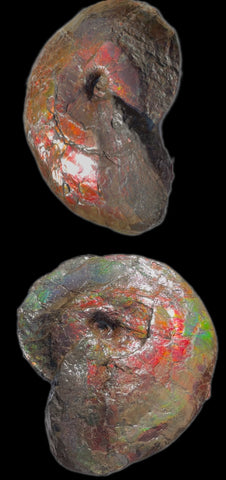 AF-124  17.7" Ammonite Fossil - Placenticeras costatum　Ammolite **FREE SHIPPING***　アンモライト カナダ化石 斑彩石