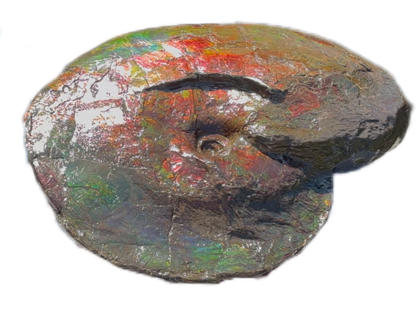 AF-124  17.7" Ammonite Fossil - Placenticeras costatum　Ammolite **FREE SHIPPING***　アンモライト カナダ化石 斑彩石