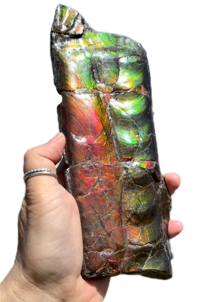 High grade, Rare Baculite Ammolite,Handheld Specimen , Bacculite Fossil Ammonite Display,Home Decor,Display,Alberta,Gem AF-122 FREE Shipping!