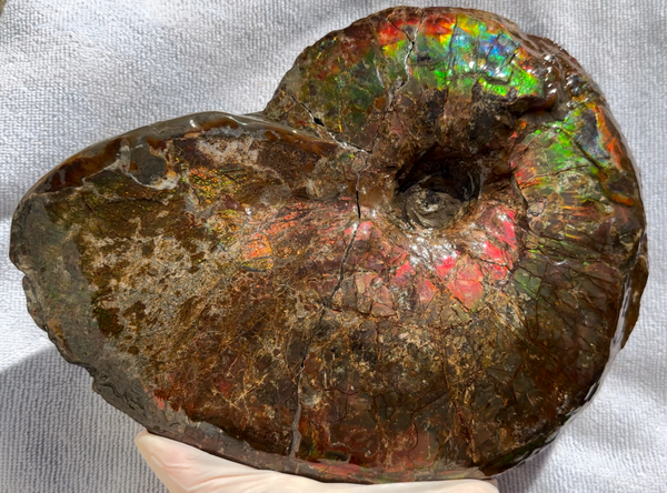 10" Ammolite Placenticeras Intercalare ***Free Shipping***  AF-115 Ammolite  Ammonite Fossil