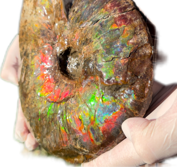 10" Ammolite Placenticeras Intercalare ***Free Shipping***  AF-115 Ammolite  Ammonite Fossil
