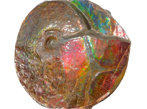 AF-126  Ammonite Fossil - Placenticeras meeki Ammolite **FREE SHIPPING***　アンモライト カナダ化石 斑彩石