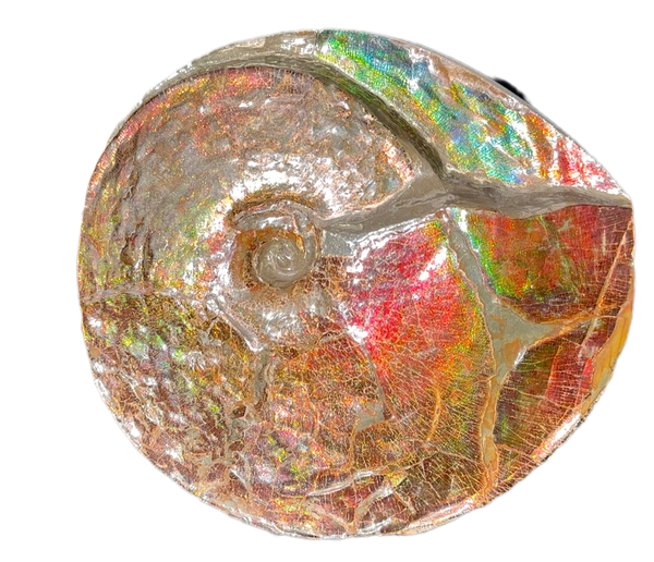 AF-126  Ammonite Fossil - Placenticeras meeki Ammolite **FREE SHIPPING***　アンモライト カナダ化石 斑彩石