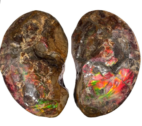 Ammolite ,Placenticeras meeki, Double-Sided, Specimen, Fossil,Ammonite, Collector Stone,Home decor,**FREE SHIPPING***　AF-139