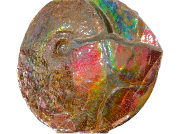 AF-126  Ammonite Fossil - Placenticeras meeki Ammolite **FREE SHIPPING***　アンモライト カナダ化石 斑彩石