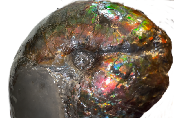 10" Ammolite Placenticeras Intercalare ***Free Shipping***  AF-115 Ammolite  Ammonite Fossil
