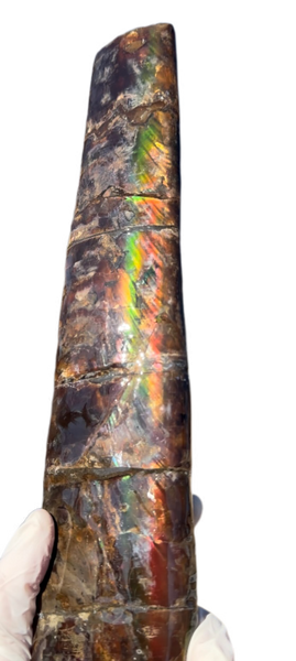 14" Rare Baculite Ammolite,Handheld Specimen ,Rough Bacculite Fossil Ammonite Display,Home Decor,Display,Alberta,AF-130,Freeshipping