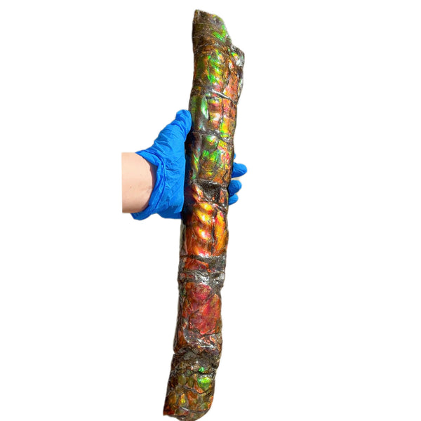 20.4"  51.8cm!! Canadian Ammolite 【HIGH GRADE】Bacculite Fossil Piece Baculites AF-93  バキュライト アンモライト Baculite Free Shipping!!