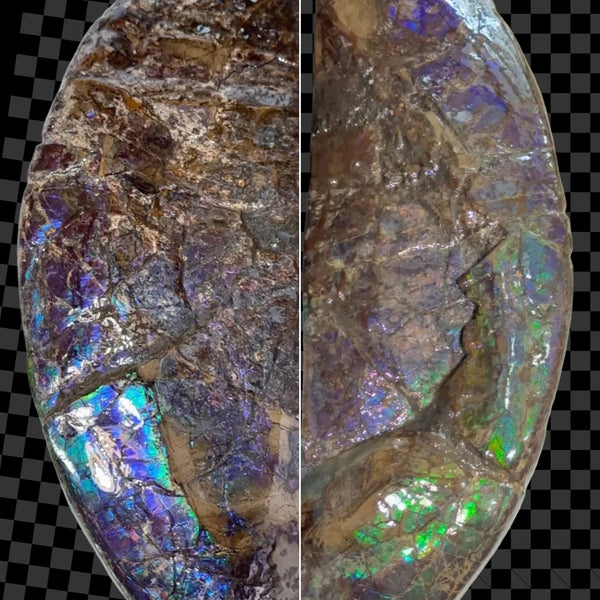 AF-137 HUGE Placenticeras  Canadian Ammolite  Ammonite Partial Fossil  Huge Specimen FREE SHIPPING! アンモライト両面巨大標本！　送料無料
