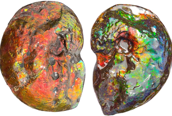 Make an offer! 12.87" Ammolite Placenticeras Intercalare ***Free Shipping***  AF-141 Ammolite  Ammonite Fossil