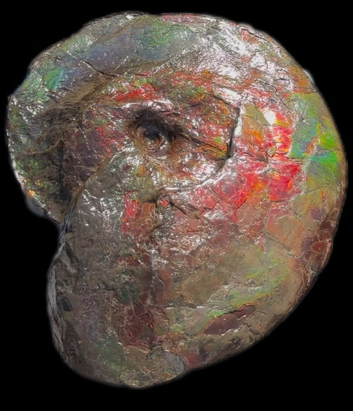 AF-124  17.7" Ammonite Fossil - Placenticeras costatum　Ammolite **FREE SHIPPING***　アンモライト カナダ化石 斑彩石