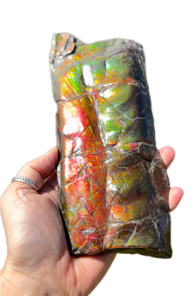 High grade, Rare Baculite Ammolite,Handheld Specimen , Bacculite Fossil Ammonite Display,Home Decor,Display,Alberta,Gem AF-122 FREE Shipping!