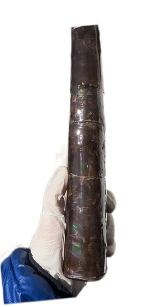 14" Rare Baculite Ammolite,Handheld Specimen ,Rough Bacculite Fossil Ammonite Display,Home Decor,Display,Alberta,AF-130,Freeshipping