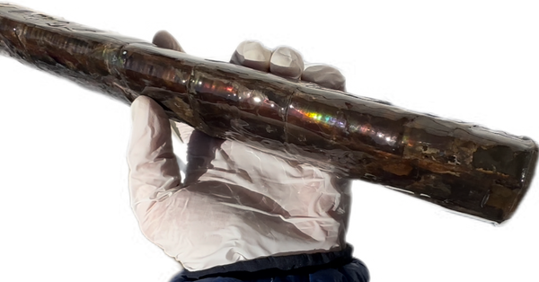 14" Rare Baculite Ammolite,Handheld Specimen ,Rough Bacculite Fossil Ammonite Display,Home Decor,Display,Alberta,AF-130,Freeshipping