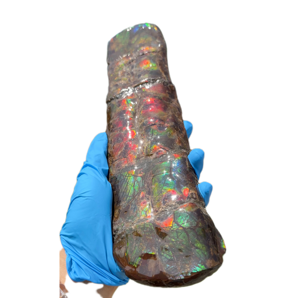 Canadian Ammolite Bacculite Fossil Piece Baculites AF-97  バキュライト アンモライト Baculite Free Shipping!!