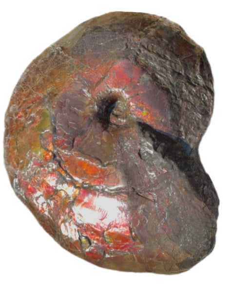 AF-124  17.7" Ammonite Fossil - Placenticeras costatum　Ammolite **FREE SHIPPING***　アンモライト カナダ化石 斑彩石