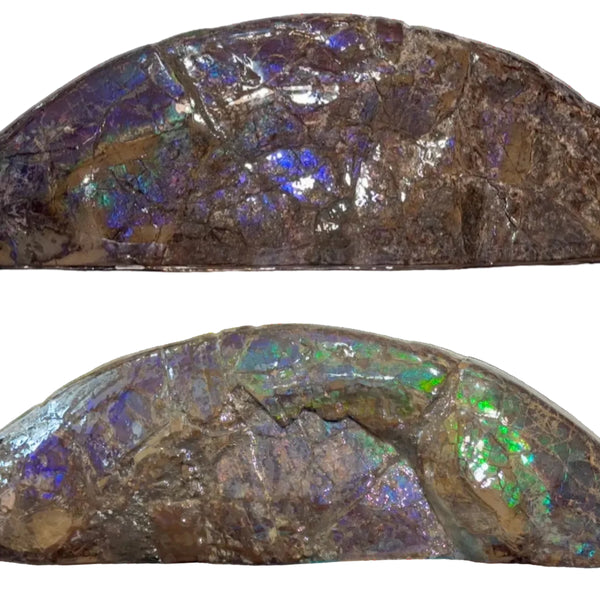 AF-137 HUGE Placenticeras  Canadian Ammolite  Ammonite Partial Fossil  Huge Specimen FREE SHIPPING! アンモライト両面巨大標本！　送料無料