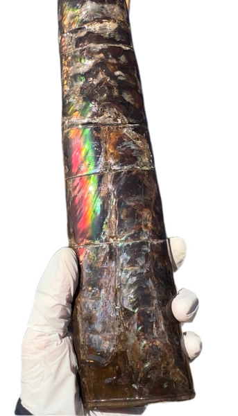 14" Rare Baculite Ammolite,Handheld Specimen ,Rough Bacculite Fossil Ammonite Display,Home Decor,Display,Alberta,AF-130,Freeshipping