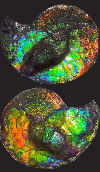 19.25" Ammolite ,Placenticeras costatum,Double-Sided Rainbow, Specimen, Fossil,Ammonite, Collector Stone,Home decor,**FREE SHIPPING***　AF-110